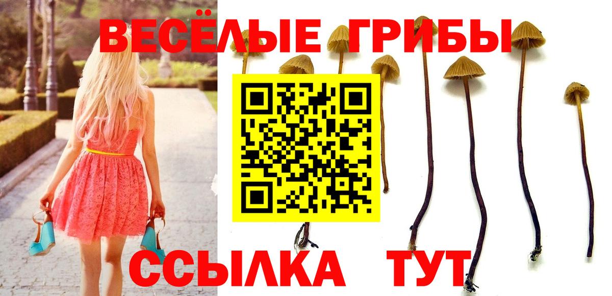 Кисловодск  Псилоцибиновые грибы мицелий  Вход с VPN 